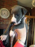 Whippet Puppies for sale in Florence St, Denver, CO, USA. price: NA
