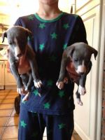 Whippet Puppies for sale in Delaware, OH 43015, USA. price: NA