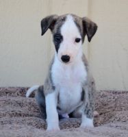 Whippet Puppies for sale in San Francisco, CA, USA. price: NA