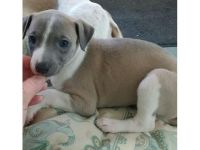Whippet Puppies for sale in Virginia Beach, VA, USA. price: NA