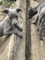 Whippet Puppies for sale in Richmond, VA, USA. price: NA