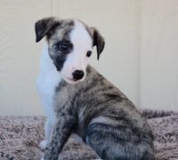 Whippet Puppies for sale in CA-111, Rancho Mirage, CA 92270, USA. price: NA