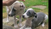 Whippet Puppies Photos