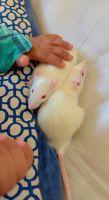 White Mouse Rodents for sale in Greater Noida, Uttar Pradesh, India. price: 500 INR