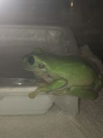 White's (Dumpy) Treefrog Amphibians for sale in 4220 Fillmore Ave, Brooklyn, NY 11234, USA. price: NA