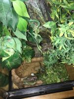 White's (Dumpy) Treefrog Amphibians for sale in 482 S Water Ave, Gallatin, TN 37066, USA. price: NA