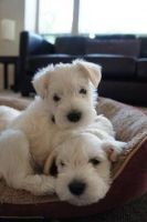 White Schnauzer Puppies Photos