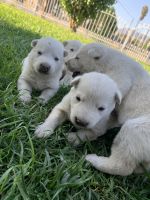 White Shepherd Puppies for sale in San Bernardino, CA 92410, USA. price: NA