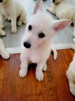 White Shepherd Puppies for sale in West Mifflin, PA 15122, USA. price: NA