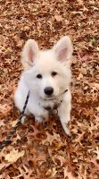 White Shepherd Puppies for sale in New York, NY, USA. price: NA