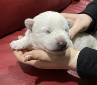 White Shepherd Puppies for sale in Wilton, CT 06897, USA. price: NA