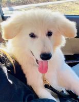 White Shepherd Puppies for sale in Hilltop Lakes, TX 77871, USA. price: NA
