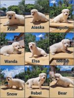 White Shepherd Puppies for sale in Nucla, CO 81424, USA. price: NA