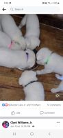 White Shepherd Puppies for sale in Albany, GA, USA. price: NA