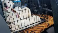 White Shepherd Puppies for sale in Newberry, SC 29108, USA. price: NA