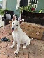 White Shepherd Puppies for sale in Homestead, FL, USA. price: NA