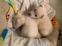 White Shepherd Puppies for sale in 10401 Shady Canyon Rd, Santa Ana, CA 92705, USA. price: NA