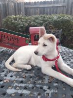 White Shepherd Puppies for sale in Roseville, CA 95747, USA. price: NA