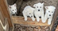White Shepherd Puppies Photos