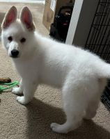 White Shepherd Puppies for sale in Stanwood, WA 98292, USA. price: $800