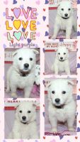 White Shepherd Puppies for sale in Denham Springs, Louisiana. price: $750