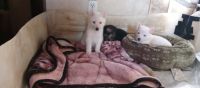 White Shepherd Puppies for sale in Huffman, Texas. price: $100