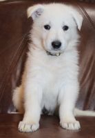 White Shepherd Puppies for sale in Denham Springs, Louisiana. price: NA