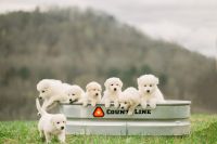 White Shepherd Puppies for sale in Ooltewah, Tennessee. price: $1,800