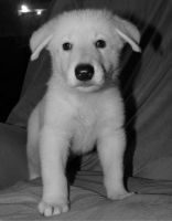 White Shepherd Puppies for sale in Kansas City, KS, USA. price: NA