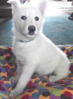 White Shepherd Puppies for sale in St. Louis, MO, USA. price: NA