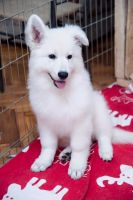 White Shepherd Puppies for sale in Delaware City, DE, USA. price: NA