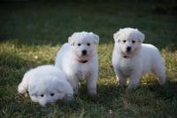 White Shepherd Puppies for sale in Delaware City, DE, USA. price: NA