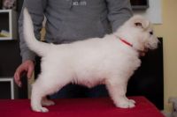 White Shepherd Puppies for sale in Los Angeles, CA, USA. price: NA
