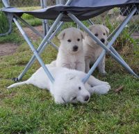 White Shepherd Puppies for sale in Cordova, SC 29039, USA. price: NA