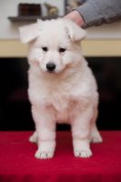 White Shepherd Puppies for sale in Baltimore, MD, USA. price: NA