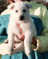 White Shepherd Puppies for sale in Philadelphia, PA, USA. price: NA