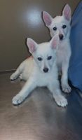 White Shepherd Puppies for sale in Philadelphia, PA, USA. price: NA