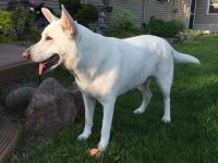 White Shepherd Puppies for sale in Alberta Ave, Staten Island, NY 10314, USA. price: NA