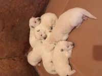White Shepherd Puppies for sale in Stockbridge, GA, USA. price: NA