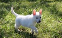 White Shepherd Puppies for sale in Escondido, CA, USA. price: NA