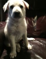 White Shepherd Puppies for sale in Brunswick, OH 44212, USA. price: NA