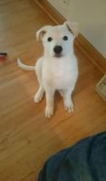 White Shepherd Puppies for sale in Salem, OR, USA. price: NA