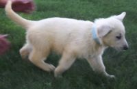 White Shepherd Puppies for sale in Abbeville, SC 29620, USA. price: NA