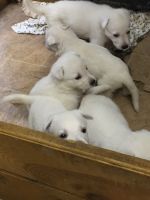 White Shepherd Puppies for sale in Flatgap, KY 41219, USA. price: NA