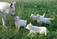 White Shepherd Puppies for sale in Florida Blvd, Baton Rouge, LA, USA. price: NA