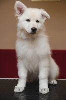 White Shepherd Puppies for sale in Colorado Springs, CO, USA. price: NA