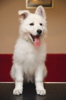 White Shepherd Puppies for sale in San Bernardino County, CA, USA. price: NA