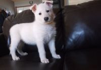 White Shepherd Puppies for sale in Mooreville, MS 38857, USA. price: NA