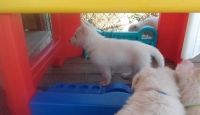 White Shepherd Puppies for sale in Bluff City, AR, USA. price: NA