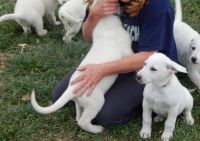 White Shepherd Puppies for sale in Ann Arbor, MI, USA. price: NA
